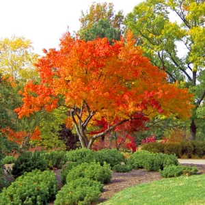 Acer capillipes