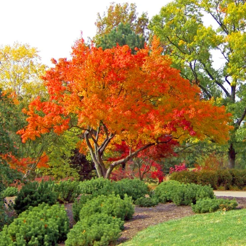 Acer capillipes