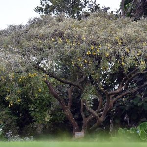 Sophora chathamica