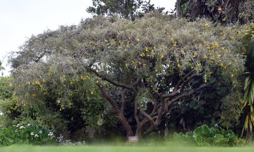 Sophora chathamica