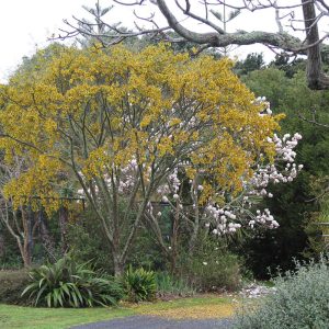 Sophora fulvida
