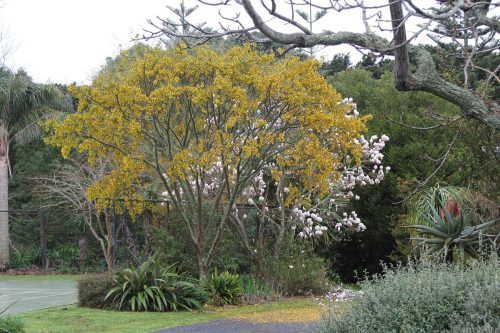 Sophora fulvida