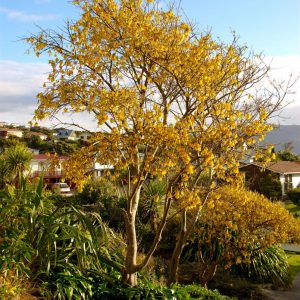 Sophora godleyi