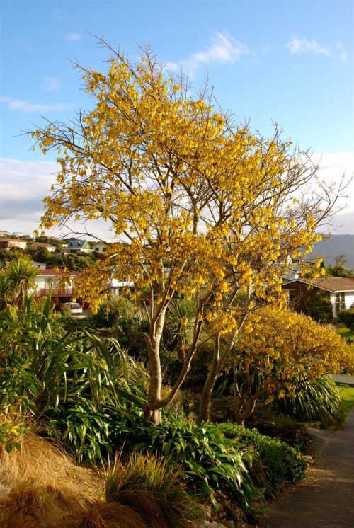 Sophora godleyi