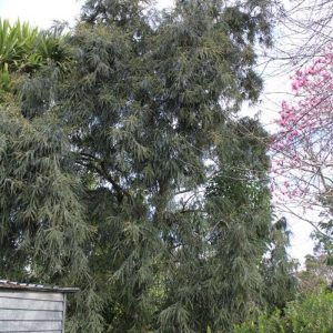 Sophora godleyi ‘Goldie’s Mantle’