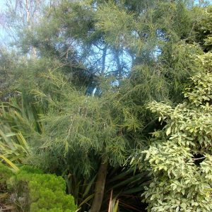 Sophora longicarinata