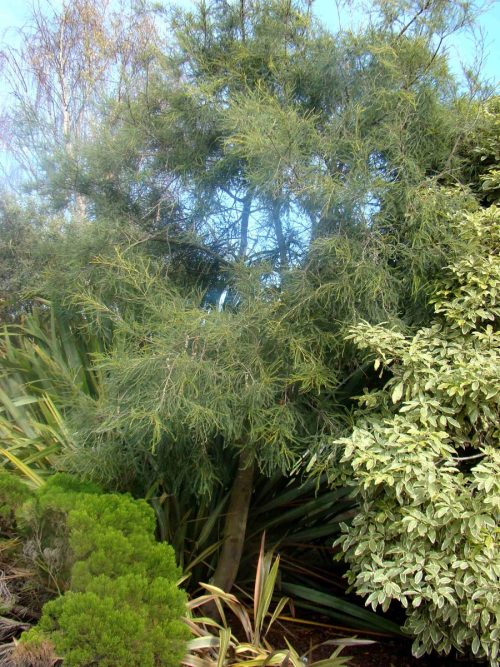 Sophora longicarinata