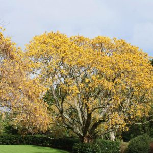 Sophora microphylla