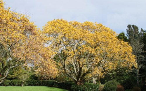 Sophora microphylla
