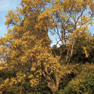 Sophora tetraptera
