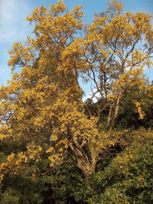 Sophora tetraptera