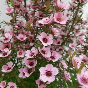 Leptospermum scoparium ‘Wiri Shelley’