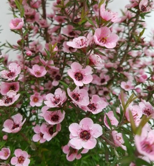Leptospermum scoparium ‘Wiri Shelley’