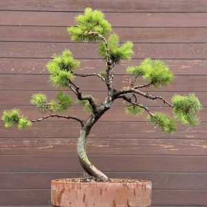 Douglas Fir Bonsai