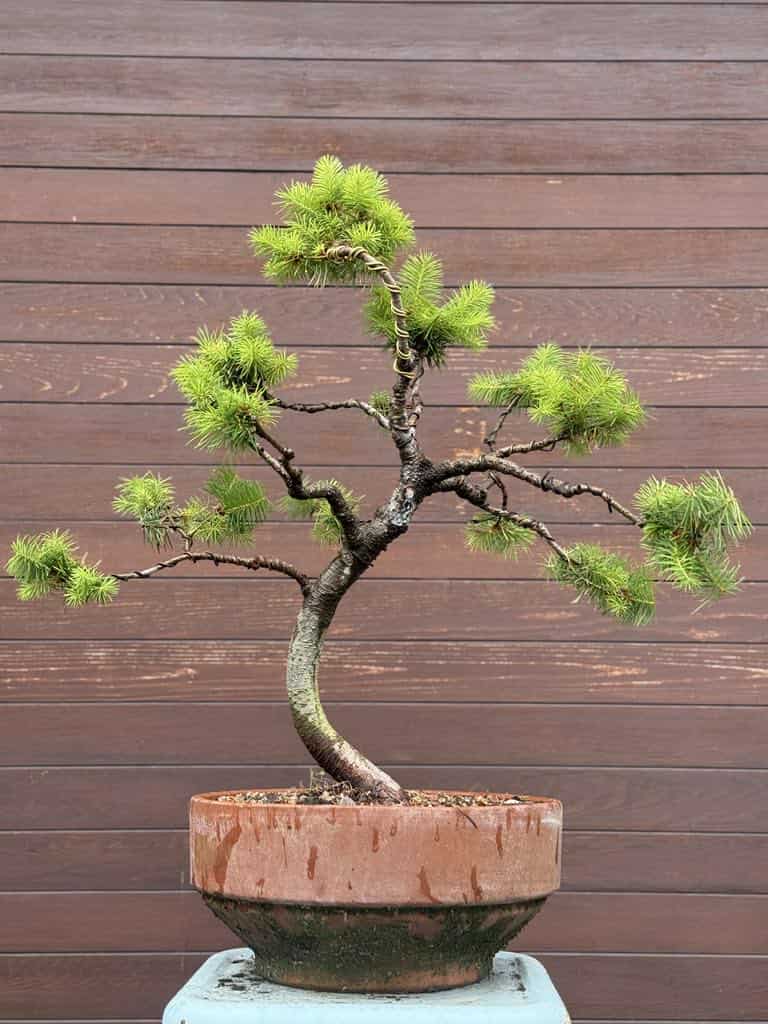 Bonsai