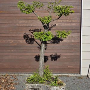 Redwood patio tree