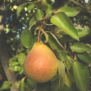 Pyrus communis ‘Worden Seckel’