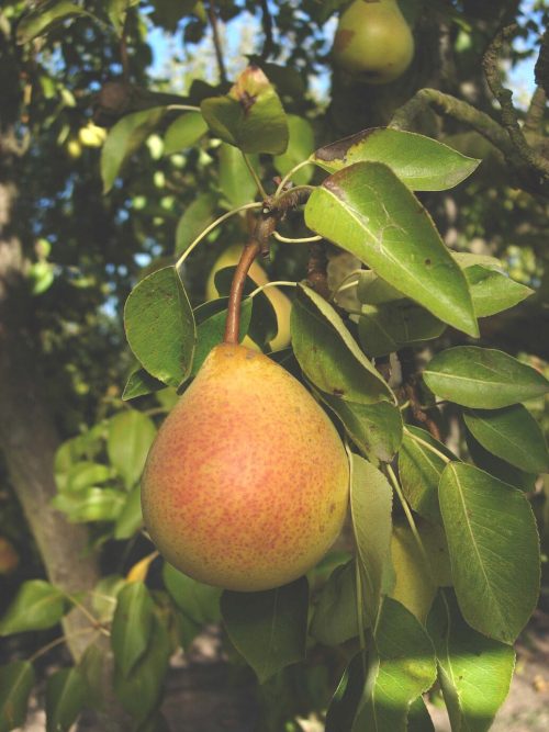 Pyrus communis ‘Worden Seckel’