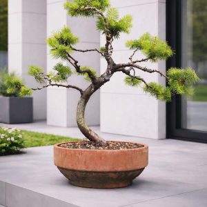Douglas Fir Bonsai