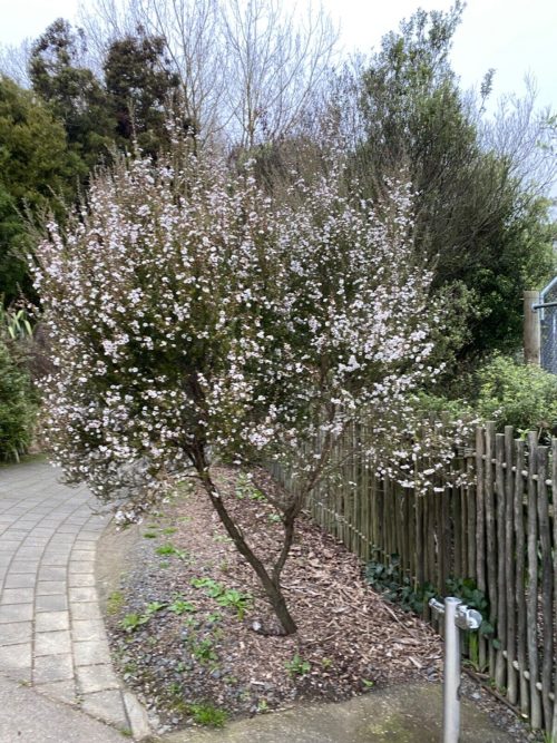 Leptospermum scoparium ‘Princess Anne’