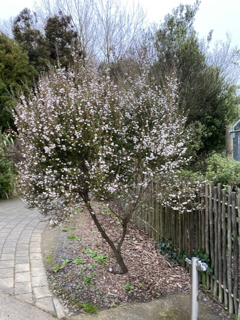 Leptospermum scoparium ‘Princess Anne’ – Leval Tree Co.
