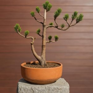 Japanese Black Pine Bonsai
