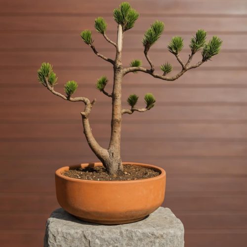 Japanese Black Pine Bonsai