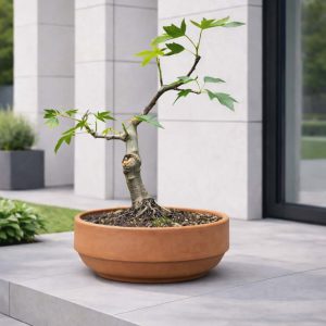 Acer Maple Bonsai