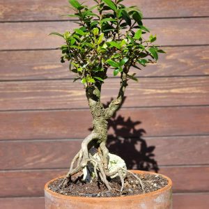 Pohutukawa Bonsai