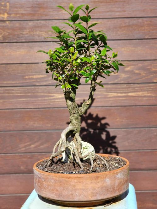 Pohutukawa Bonsai