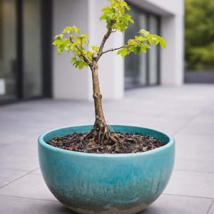 Acer Maple, Bonsai