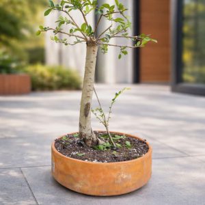 Chinese Elm Bonsai