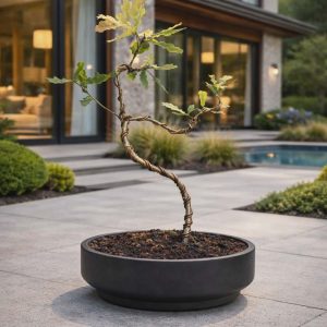 Pin Oak Bonsai