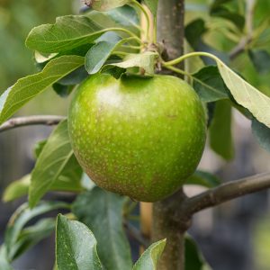 Malus domestica, Granny Smith
