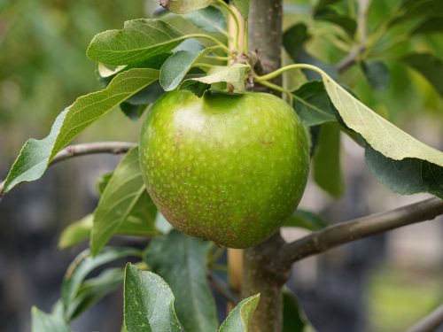 Malus domestica, Granny Smith