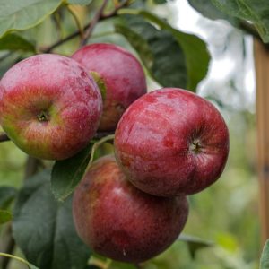 Malus domestica, Liberty