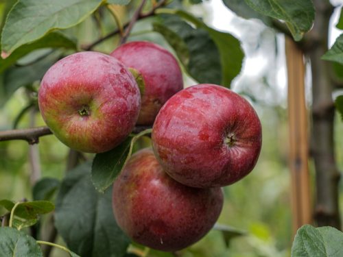 Malus domestica, Liberty