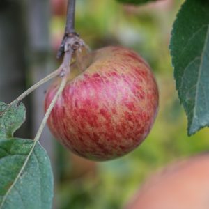 Malus domestica, Wandin Glory