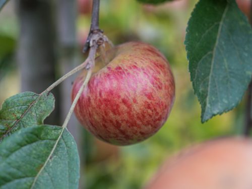 Malus domestica, Wandin Glory