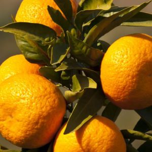 Citrus reticulata, Silverhill