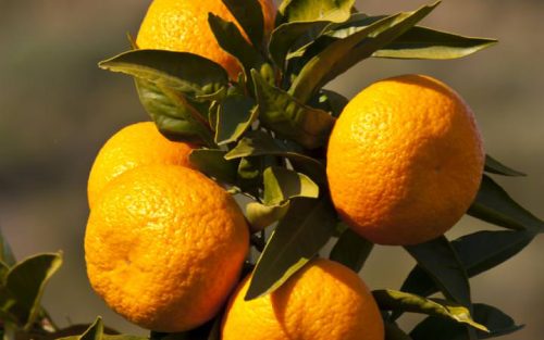 Citrus reticulata, Silverhill