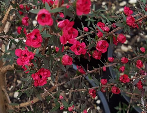 Leptospermum scoparium ‘Wiri Joan’