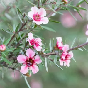 Leptospermum scoparium ‘Blossom’