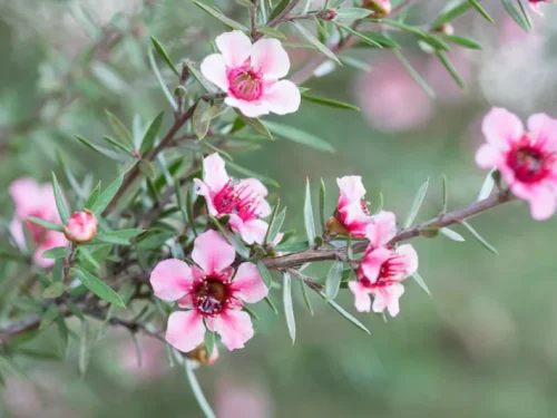 Leptospermum scoparium ‘Blossom’