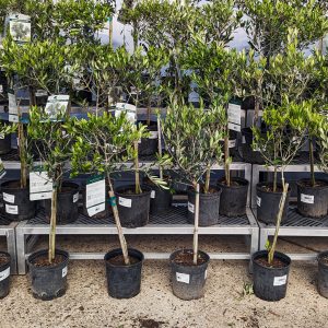 Patio Trees