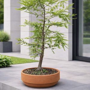 Swamp Cypress Bonsai