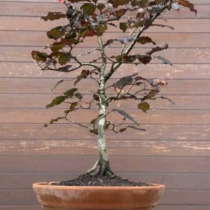 Copper Beach Bonsai