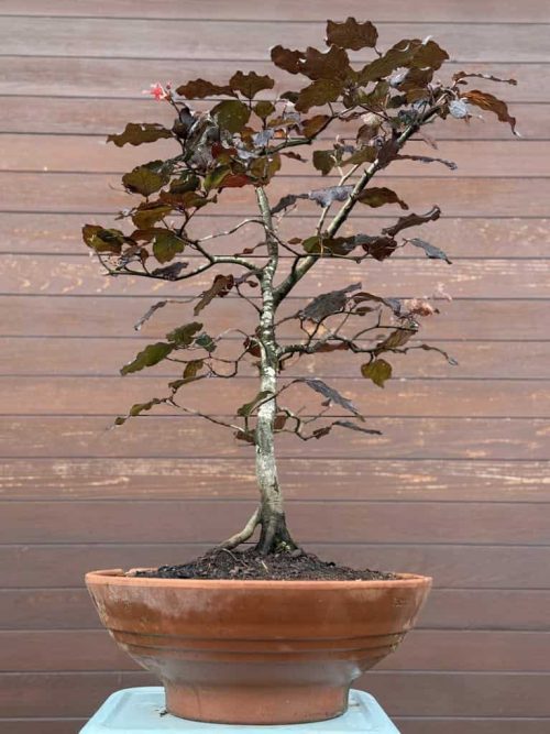 Copper Beach Bonsai
