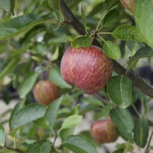 Malus domestica, Golden Delicious/Red Delicious