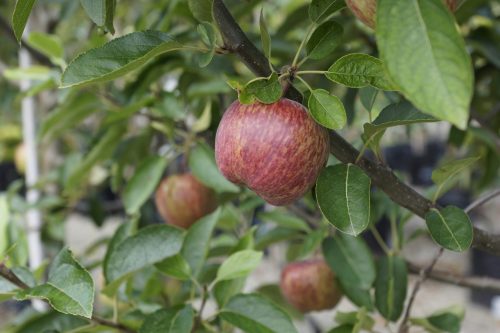 Malus domestica, Golden Delicious/Red Delicious
